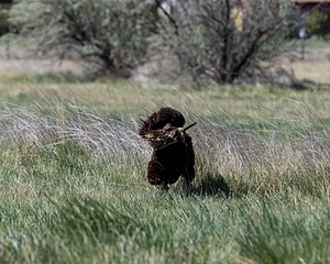 Ghillie