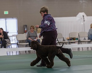 62 - GCH ALL GREEN WI' ENVY V ALPHA NORDIC CD RE DS RATN (Jade)