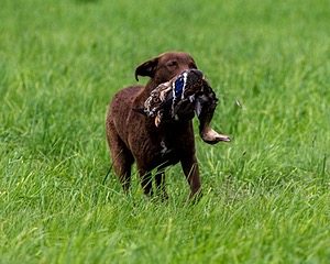 20170603-SHRL-0655.jpg