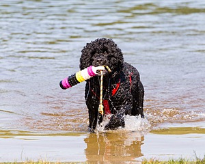 Phelps