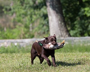 Kodi