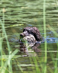 Ghillie Kezer