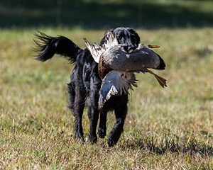 Dolly Partridge