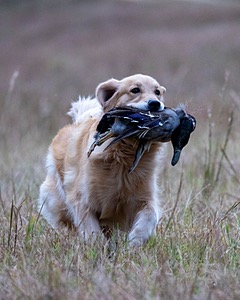 Bella