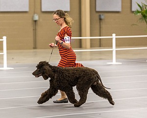 17 - Ballyhoo’s V Finnegan Mcneill BN FDC CA BCAT DS DJ CGCA TKN VHMA JH JHU WD
