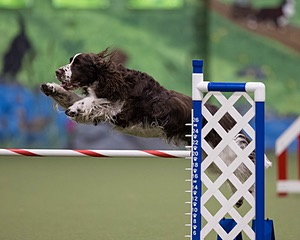 Mica Freese