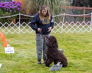 2204 - GCH CH BREKKON'S FIRST MARK CGC