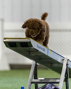 Champ Soccodato