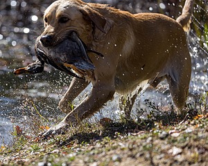 Fletcher Dubovy