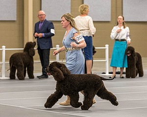 200 - GCH CH Poole’s Ide By Design