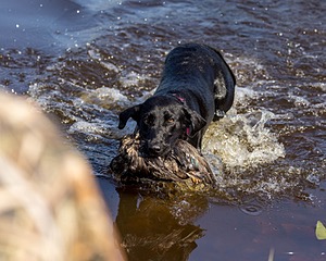 Kona Reise