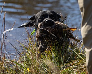 Ruger Harrelson