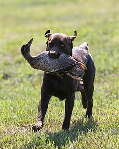 Clarke UU. Grizwold