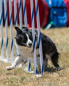 20160618-CCKC-1699.jpg