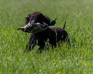Ghillie Kezer