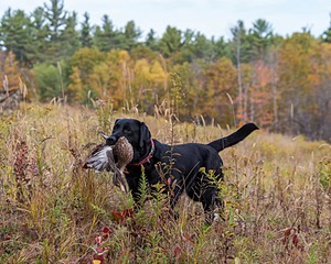 Shoreline's Dancing Girl (Sadie)
