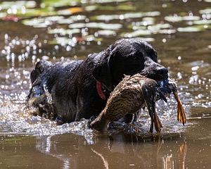 Miles Hoagland