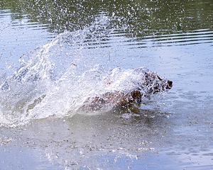 Chase