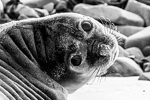 Southern Elephant Seals, Sea Lion Island, The Falklands