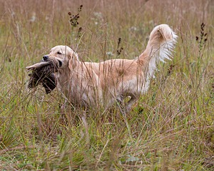 Sedge Houston