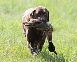 Beaver Creeks Princess Kudu