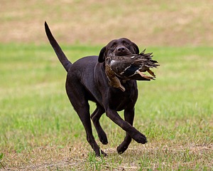 Tucker