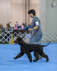 14 - Chantico's Super G O'Muddy Waters (Ghillie)
