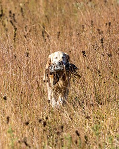 Ghillie Deresienska