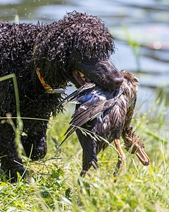 Ghillie Kezer