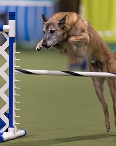 Beau-Beau Pfefferle
