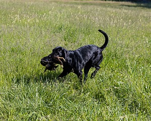 Flicka Magnuson