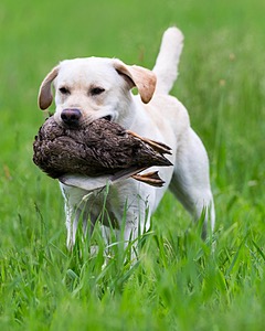 Goose