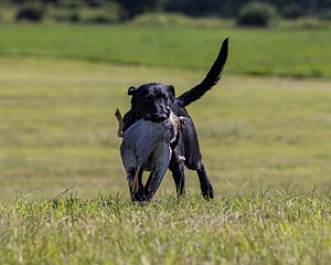 Dash Eaton