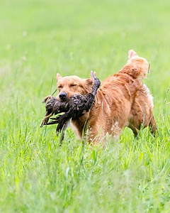 20160605-SHRL-0117.jpg