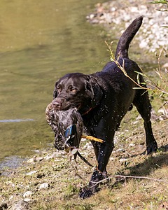 Josey