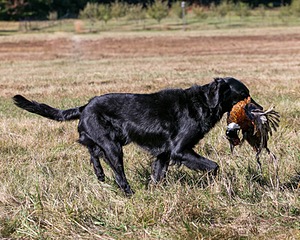 Jett