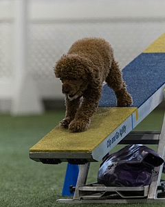 Champ Soccodato
