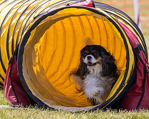 20180616-1276.jpg