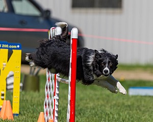 Gino Francis