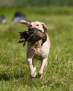Roxie Lee