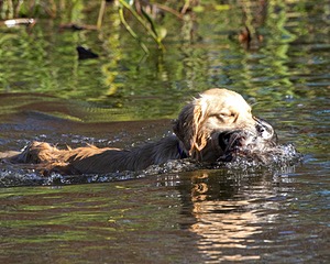 Cersei