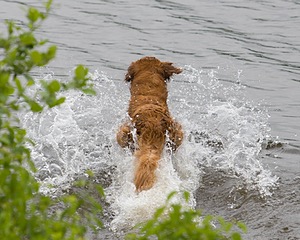 UCD SHR Sand Dancer's Windfall JH CDX