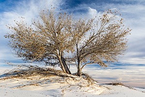 20151207-0118.jpg