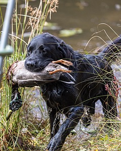 Ranger Schuko