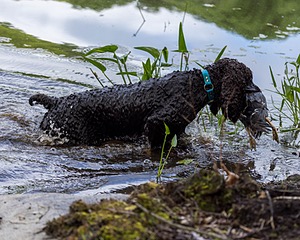 Ghillie Kezer