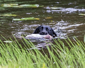 20170603-SHRW-1463.jpg