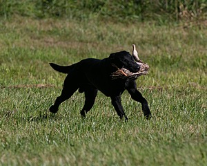 Dash Golini