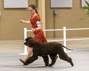 17 - Ballyhoo’s V Finnegan Mcneill BN FDC CA BCAT DS DJ CGCA TKN VHMA JH JHU WD