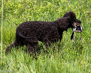Ghillie Kezer