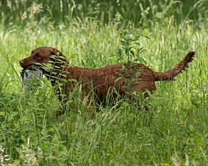 20170603-SHRW-1856.jpg